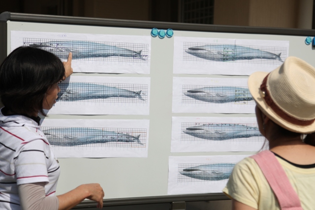 シロナガスクジラ制作
